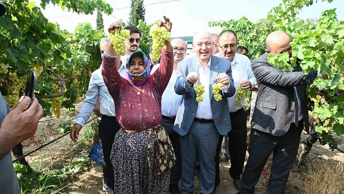 Denizli'de üzüm hasadı başladı