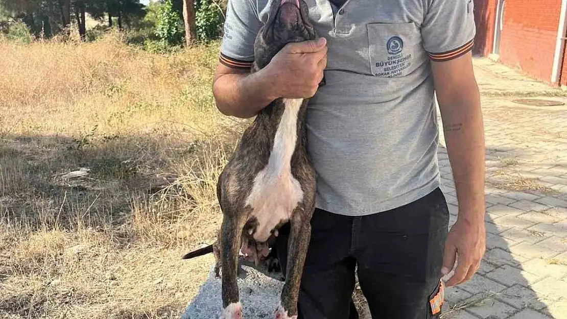 Denizli'de yasak ırk köpekler uygun şartlarda bakılıyor