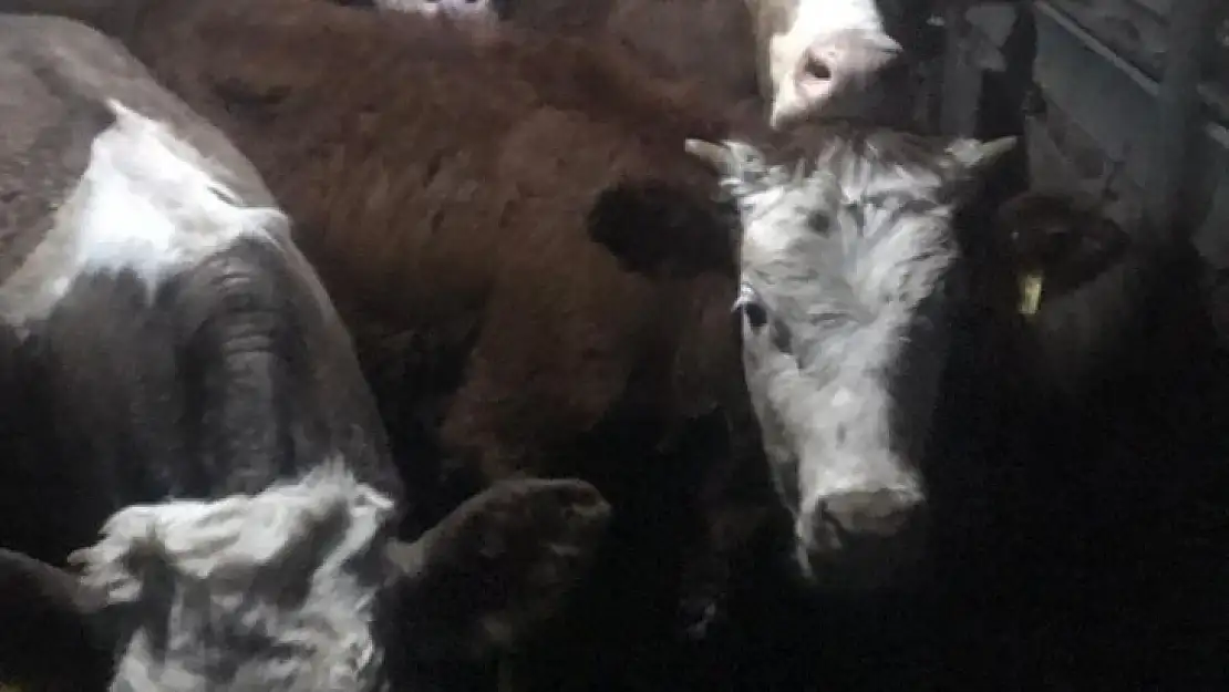 Denizli'deki dolandırıcılık olayı Kula'da çözüldü