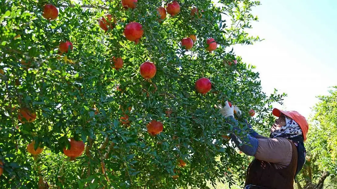 Denizli'den Avrupa, Rusya ve Kanada'ya nar ihracatı başladı