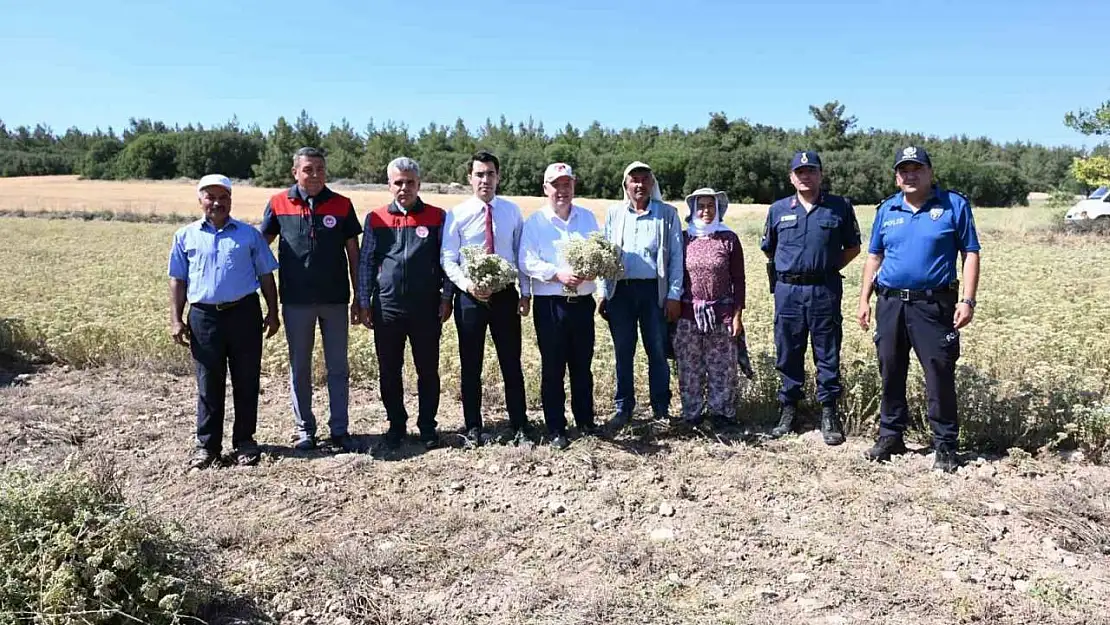 Denizli Kekiğinde hasat başladı