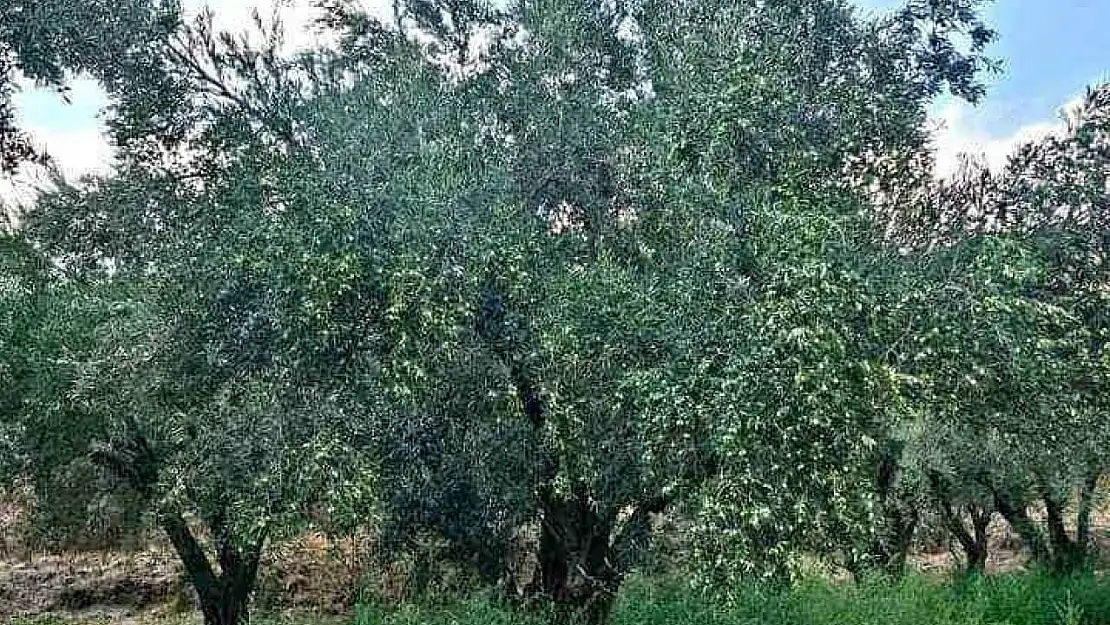 Denizli Milletvekili Ün zeytin üreticisinin sorunlarına dikkat çekti