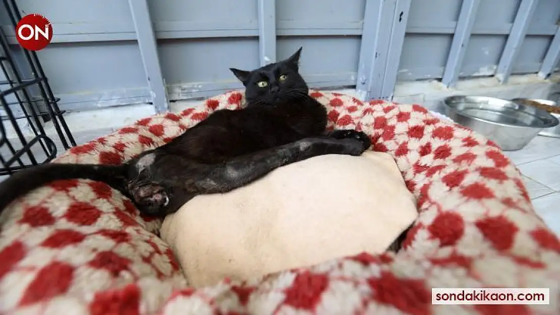 Deprem mağduru Beyaz, Engelli Kedi Evinde yaşama tutundu