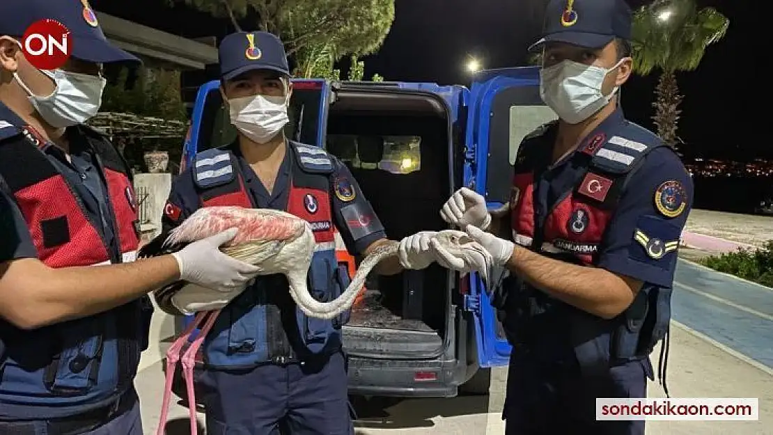 Devriye gezen jandarma yaralı flamingoya sahip çıktı
