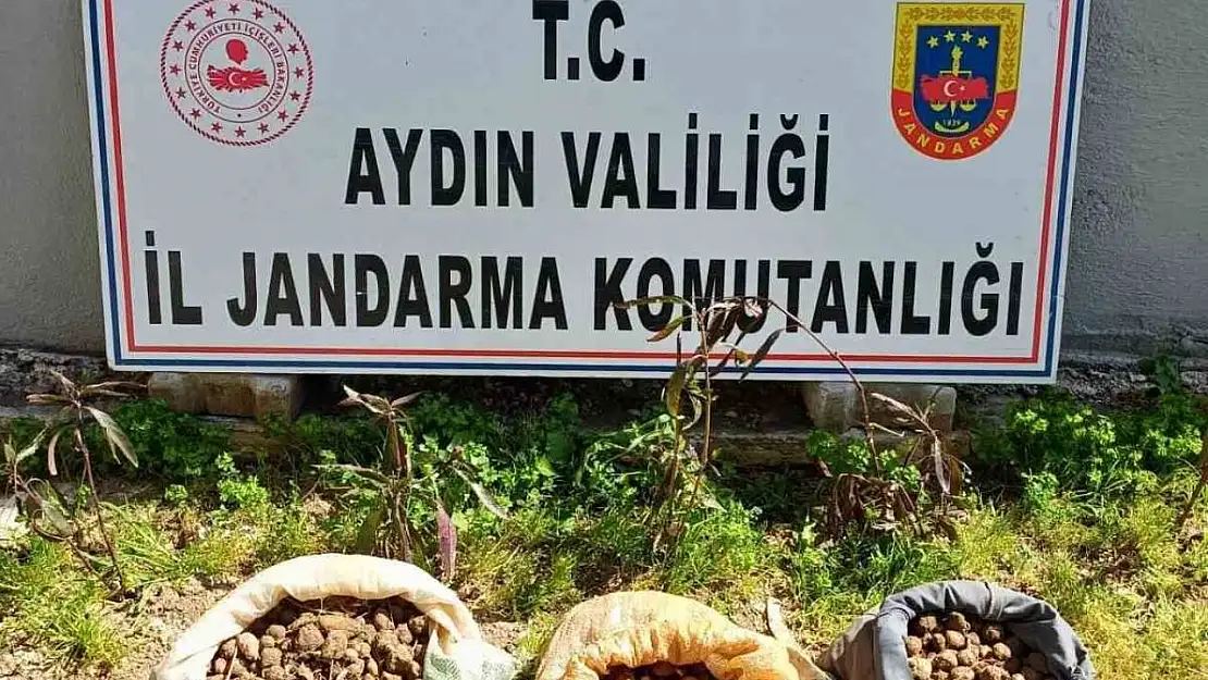 Didim'de 10 kilo salep toplarken yakalandılar