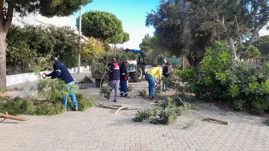 Didim'de ağaç budama çalışmaları sürüyor