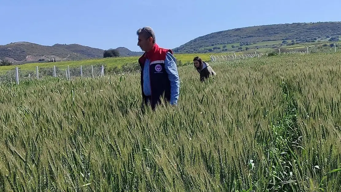 Didim'de tarımsal kontroller tamamlandı, tarlalarda hastalık ve zararlıya rastlanmadı