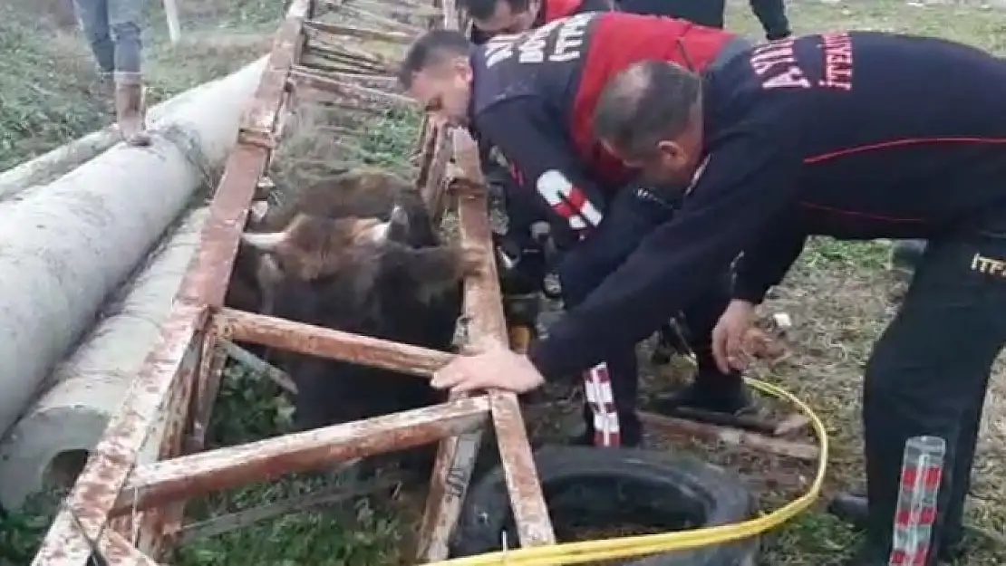 Direğe sıkışan ineğin imdadına itfaiye koştu