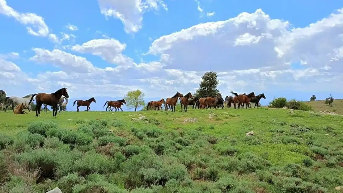 Doğada özgürce yaşayan yılkı atları havadan görüntülendi