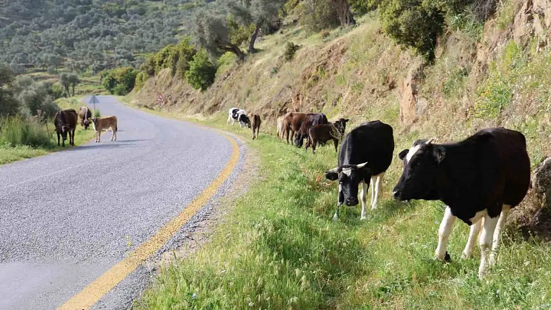 Doğal ortamda beslenen hayvanların et ve sütünün daha sağlıklı olduğu belirtildi