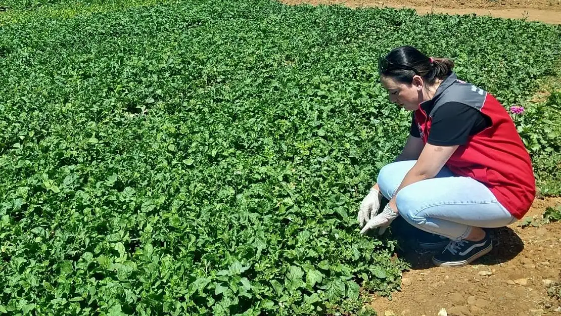 Doğanköy'de hasat öncesi numune alımları devam ediyor