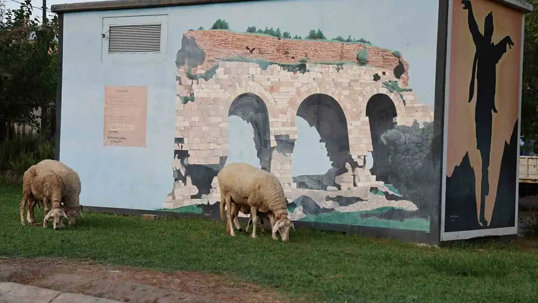 Doğurganlık hızının hızla düştüğü Aydın'da parklar koyunlara kaldı