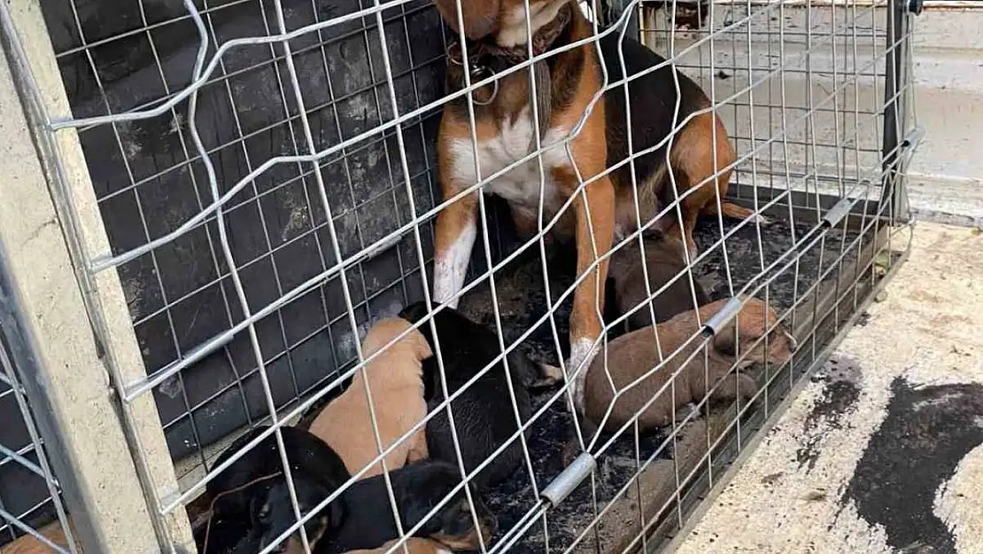 Domaniç'te 4 kişiye saldıran köpek ve yavruları barınağa götürüldü