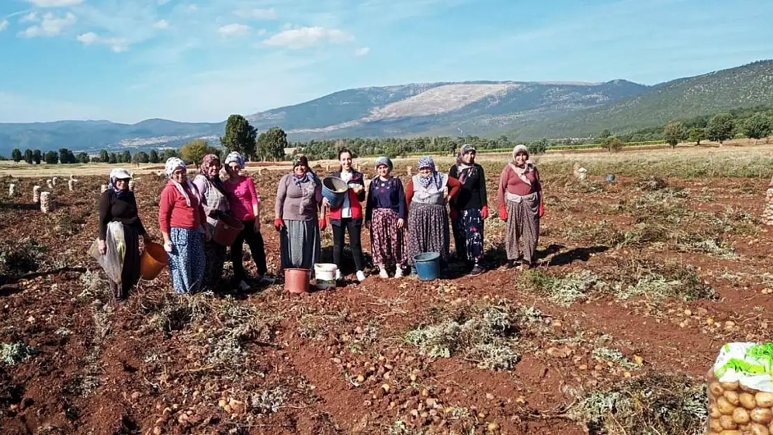 Domaniç'te patates hasat çalışmaları kontrol edildi