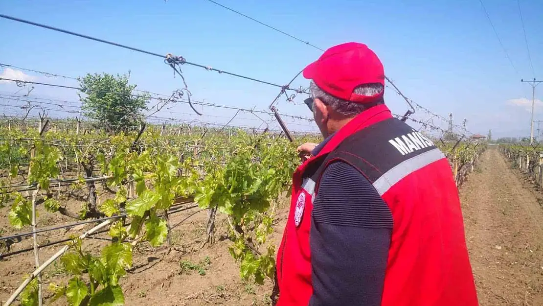 Don afetinin sadece Sarıgöl'e zararı 2,25 milyar TL