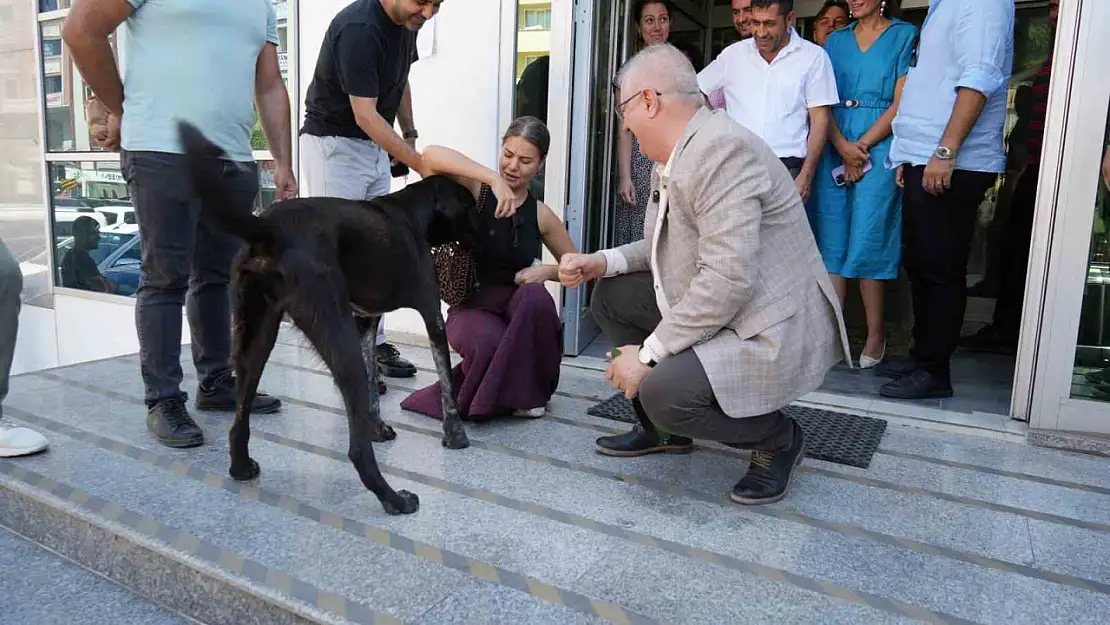 Edremit Belediye Başkanı Ertaş sahipsiz köpeği sahiplendi