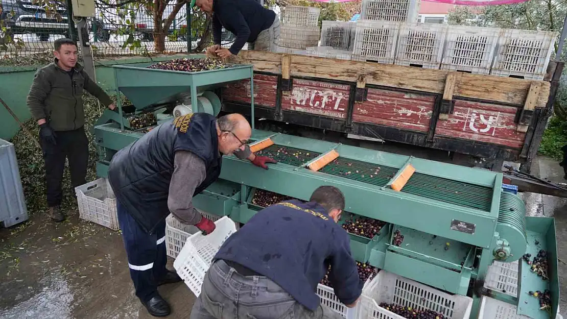 Edremit Körfezi'ndeki zeytin işletmelerinde elek mesaisi başladı