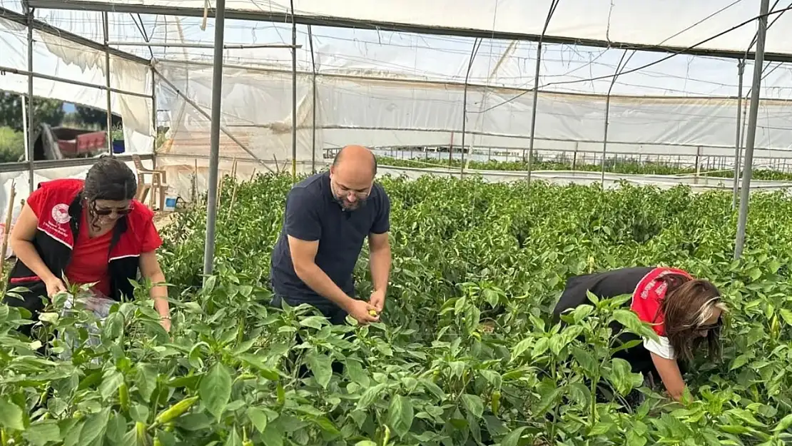 Edremit'te hasat öncesi pestisit numunesi alındı