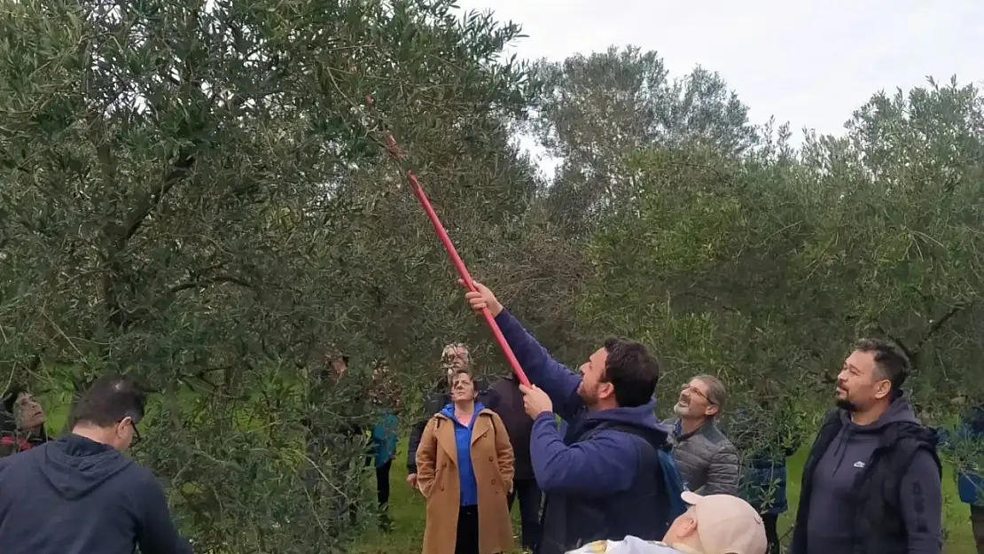 Edremit'te zeytin budama kursu yapıldı