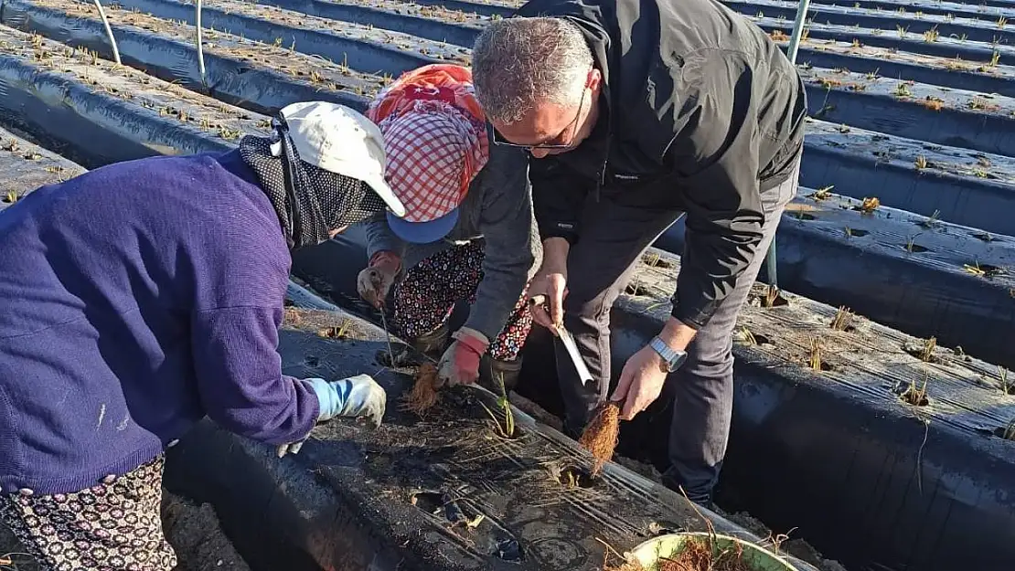 Efeler'de kış çilekleri toprakla buluştu