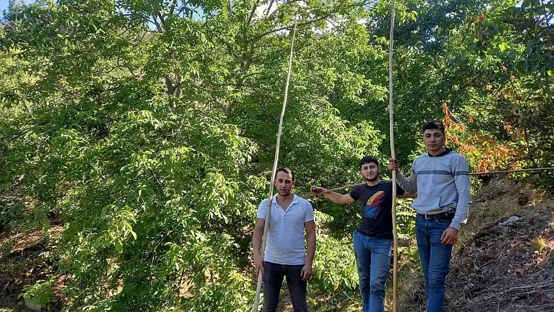 Ege'de ceviz hasadı başladı