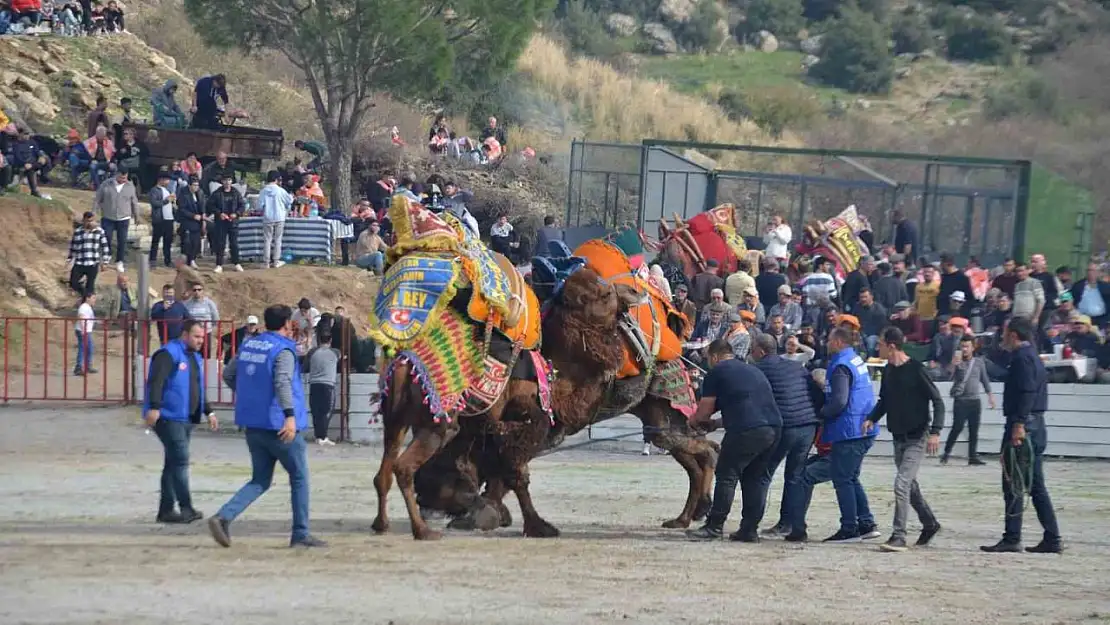 Ege'de deve güreşi heyecanı başladı