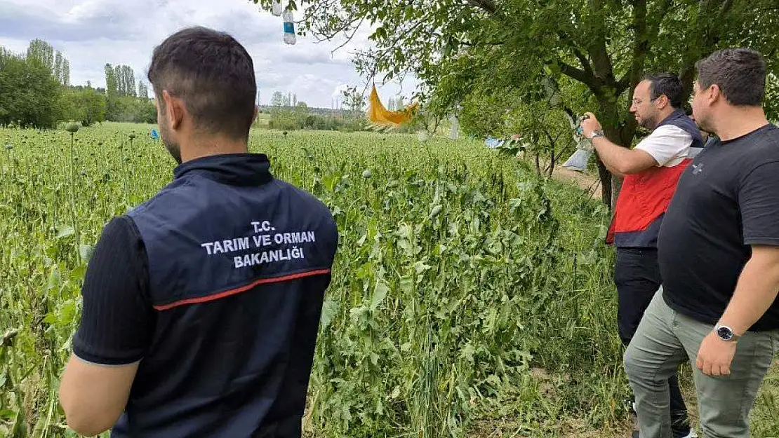 Emet'te doludan etkilenen haşhaş ekili alanlarda hasar tespit çalışmaları