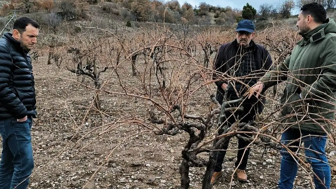 Emet'te pekmez evi ve üzüm bağlarında inceleme