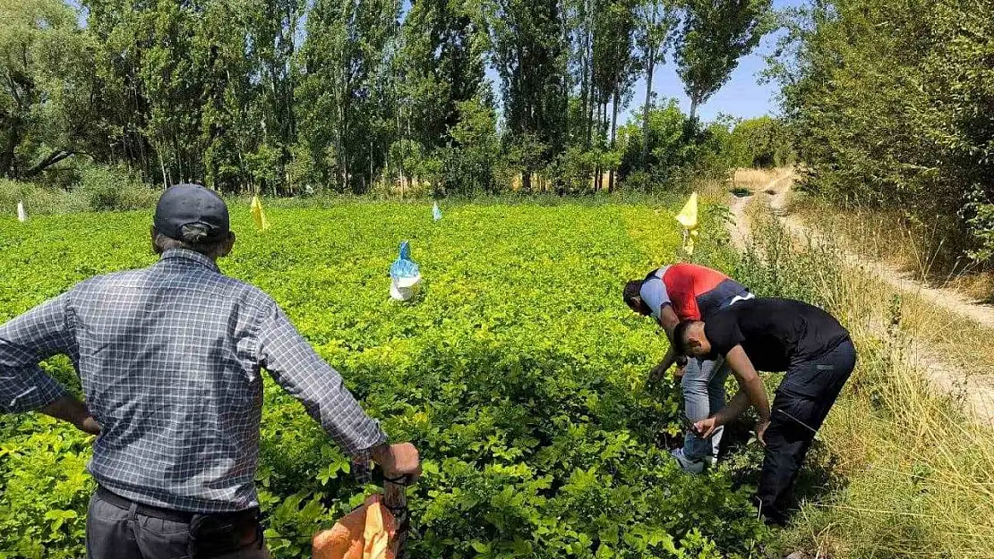 Emet'te üreticiler patates zararlıları ve gübreleme konularında bilgilendirildi