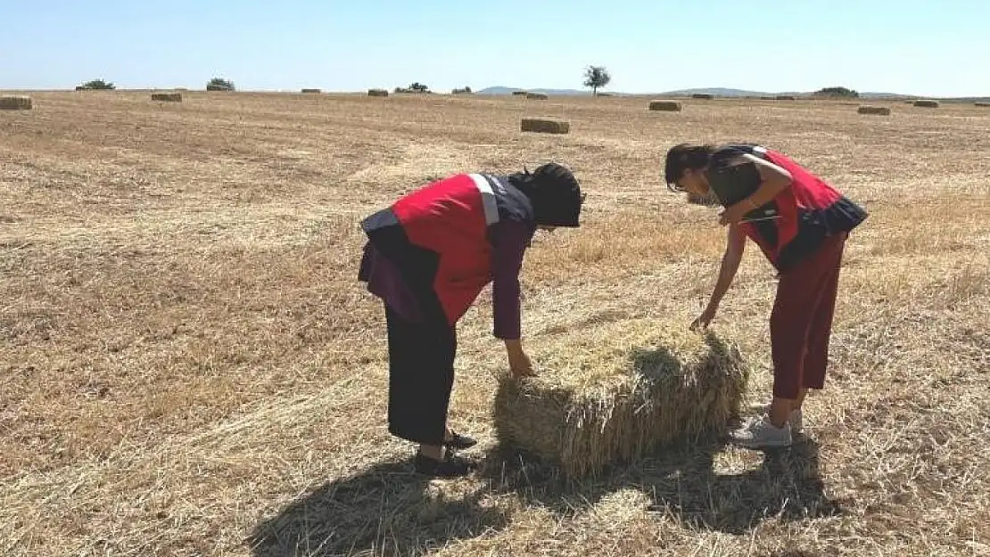 Emet'te yem bitkileri desteklemesi arazi kontrolleri