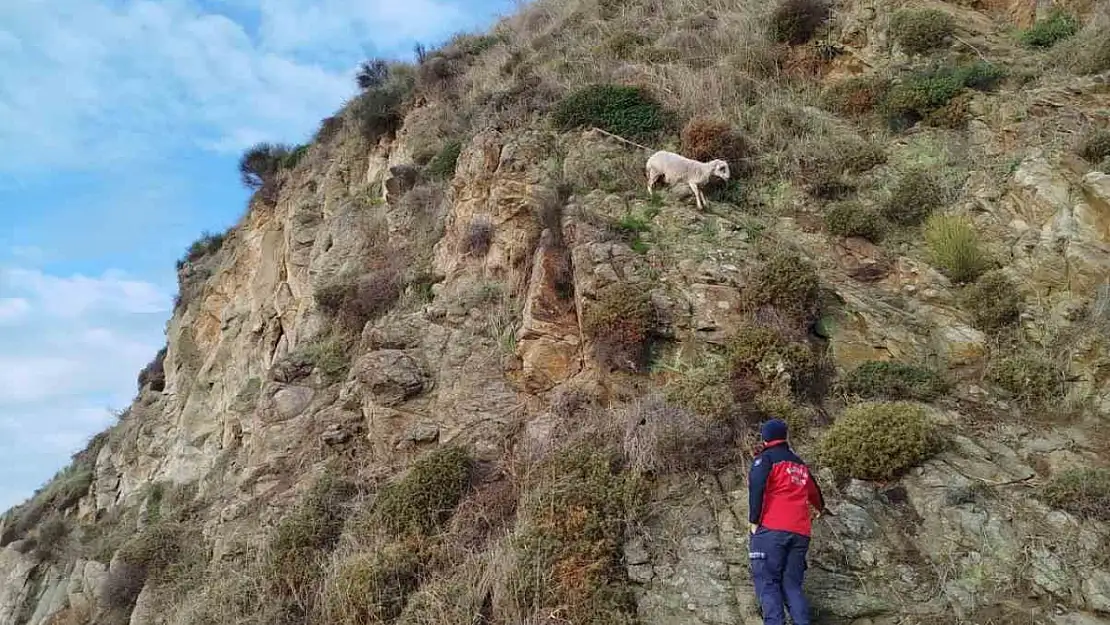 Erdek'te kayalıklarda mahsur kalan koyun kurtarıldı