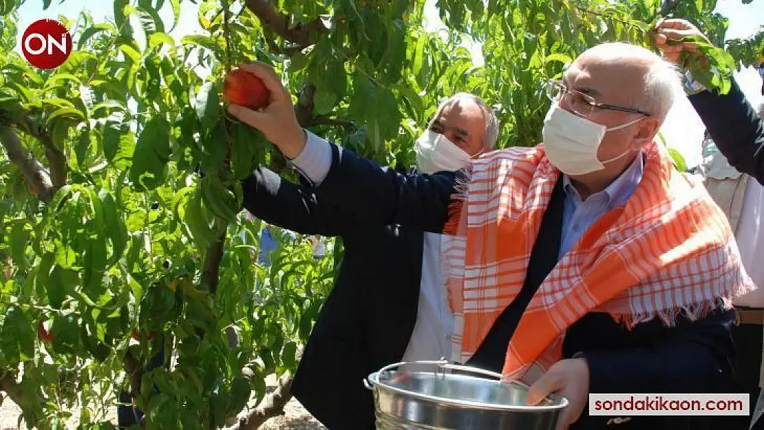 Erkenci şeftaliler hasat edildi