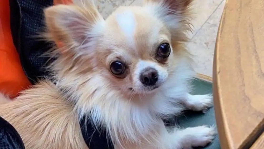 Evin önünden çalınan köpeği polis ekipleri buldu