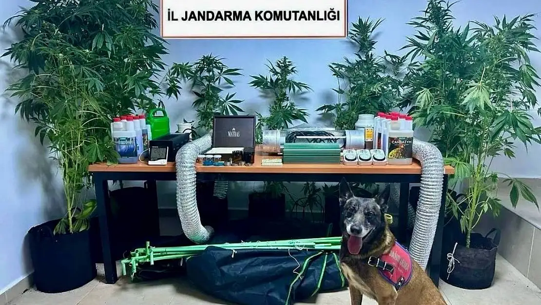 Evini uyuşturucu bahçesine çeviren öğretmen açığa alındı