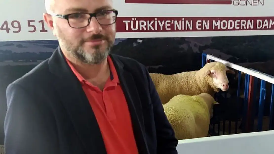 Festivalde Türk Merinos koyununa yoğun ilgi