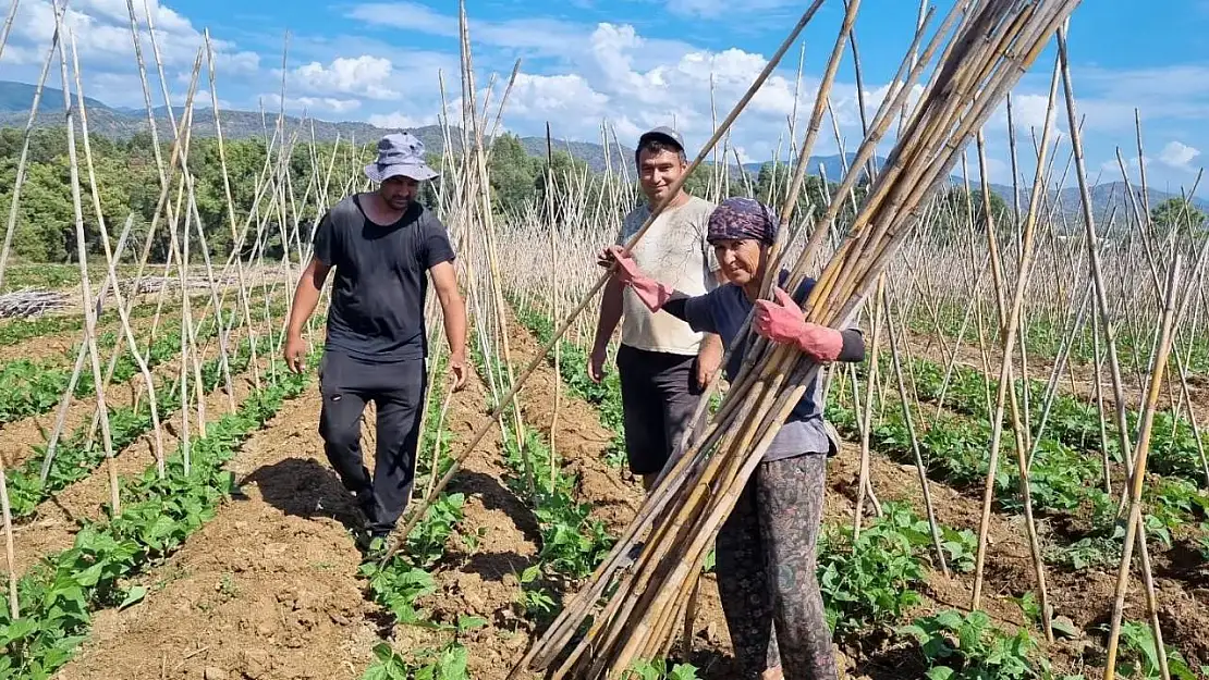 Fethiye'de baklagil üretimi destekleniyor