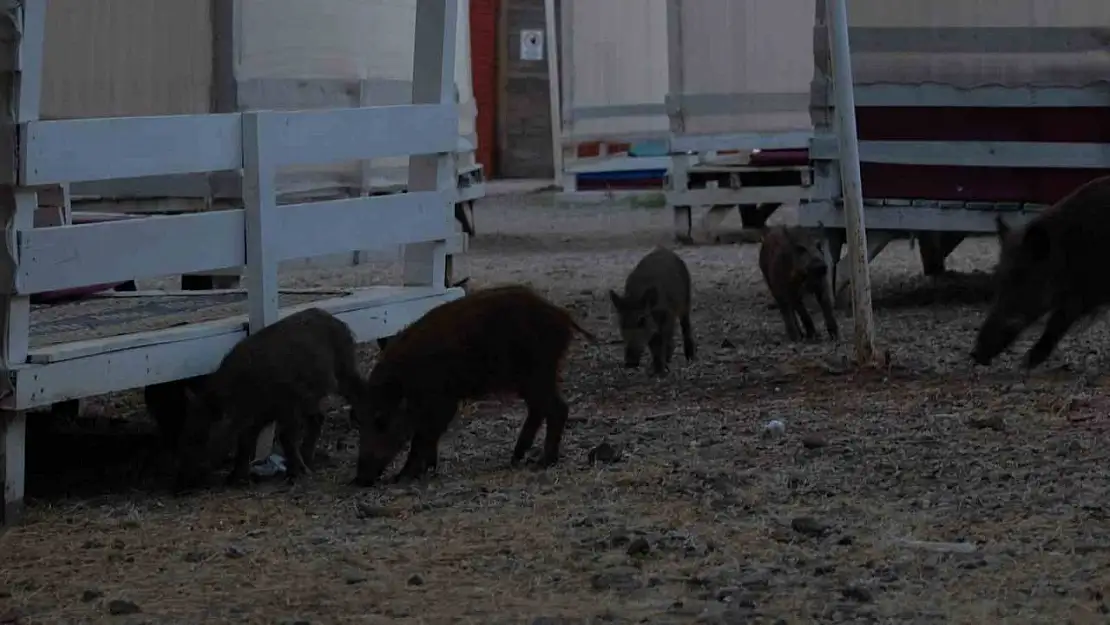 Fethiye'de domuz yavruları plaja indi