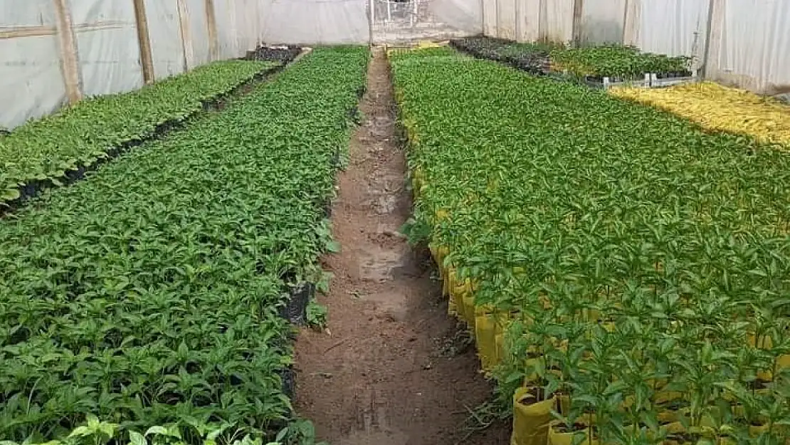 Fideler toprakla buluşmaya başladı