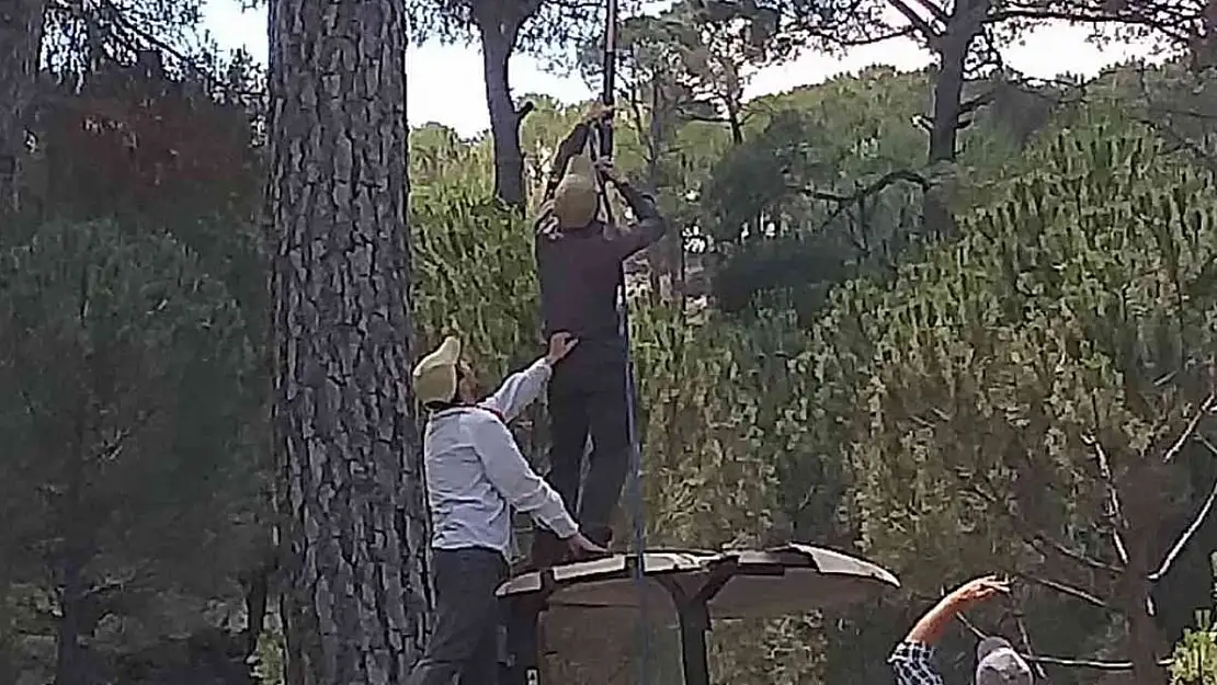 Fiyatı altınla yarışınca üretici, çam ağaçlarına gözü gibi bakmaya başladı