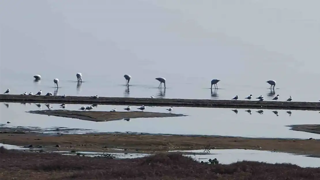 Flamingolar göç yolunda İznik Gölü'nde mola verdi
