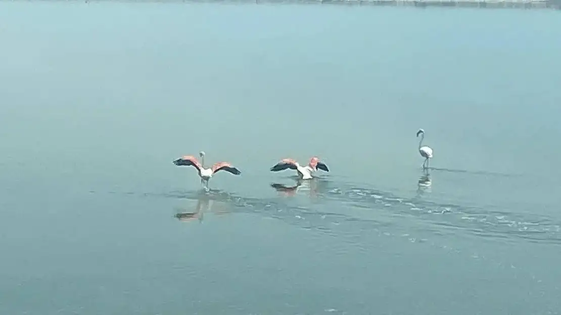 Flamingoların zorlu göçü tamamlandı