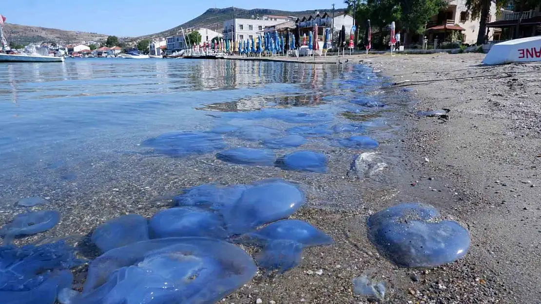 Foça'da denizanası istilası sürüyor: Su altı kamerasıyla istila görüntülendi