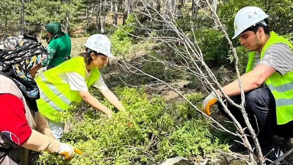 Gediz'de üniversite öğrencilerinden karaçam gençlik bakımı