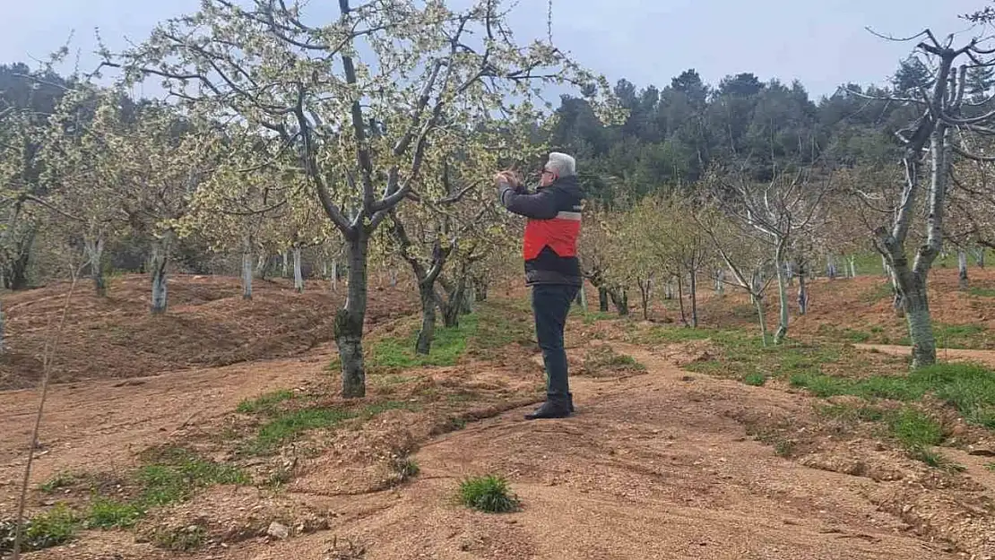 Gediz'de zirai don hasar tespit çalışmaları başlatıldı