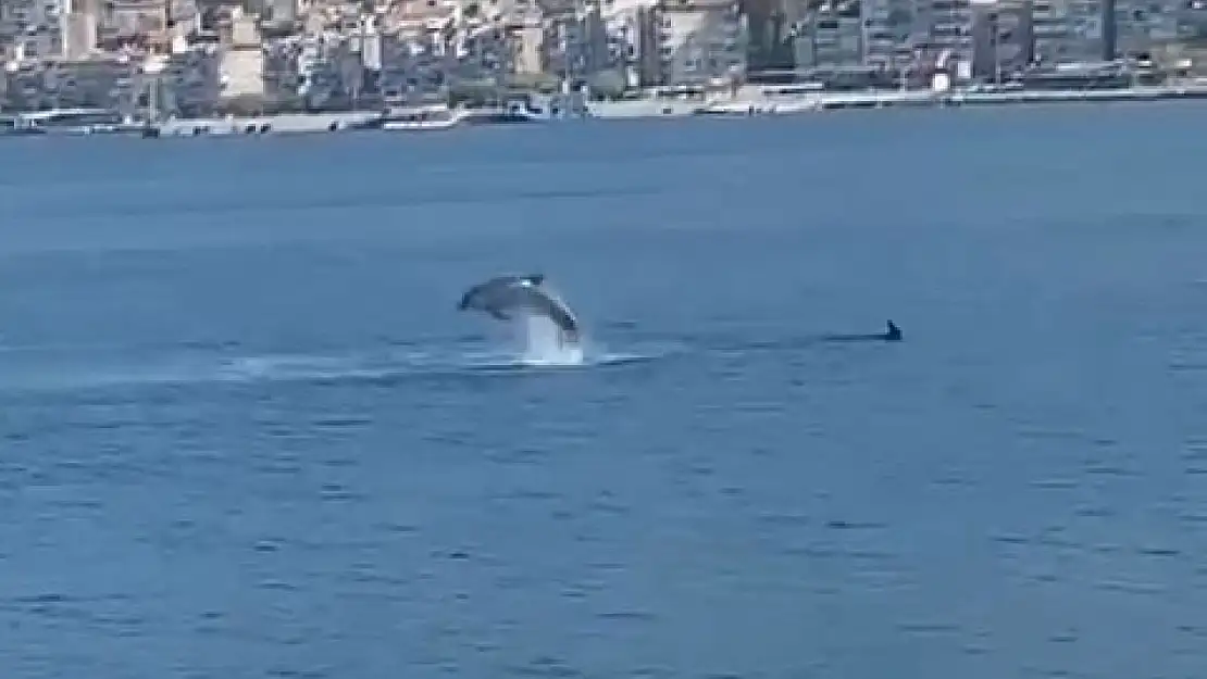 Gemlik Körfezi'nde yunusların şovu izleyenleri büyüledi