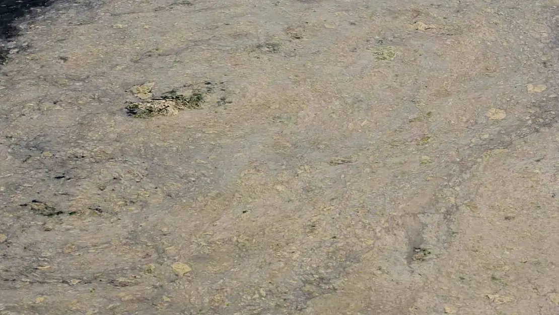 Gemlik Sahilleri'nde tehlikeli görüntü...Müsilaj balık yumurtalarını öldürüyor