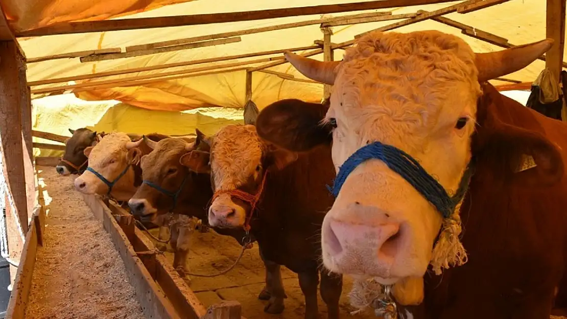 Gemlik'te kurban pazarlarına düzenleme