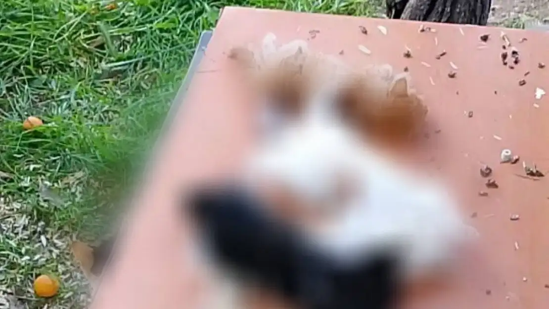 Gemlik'te yavru kediler katledildi