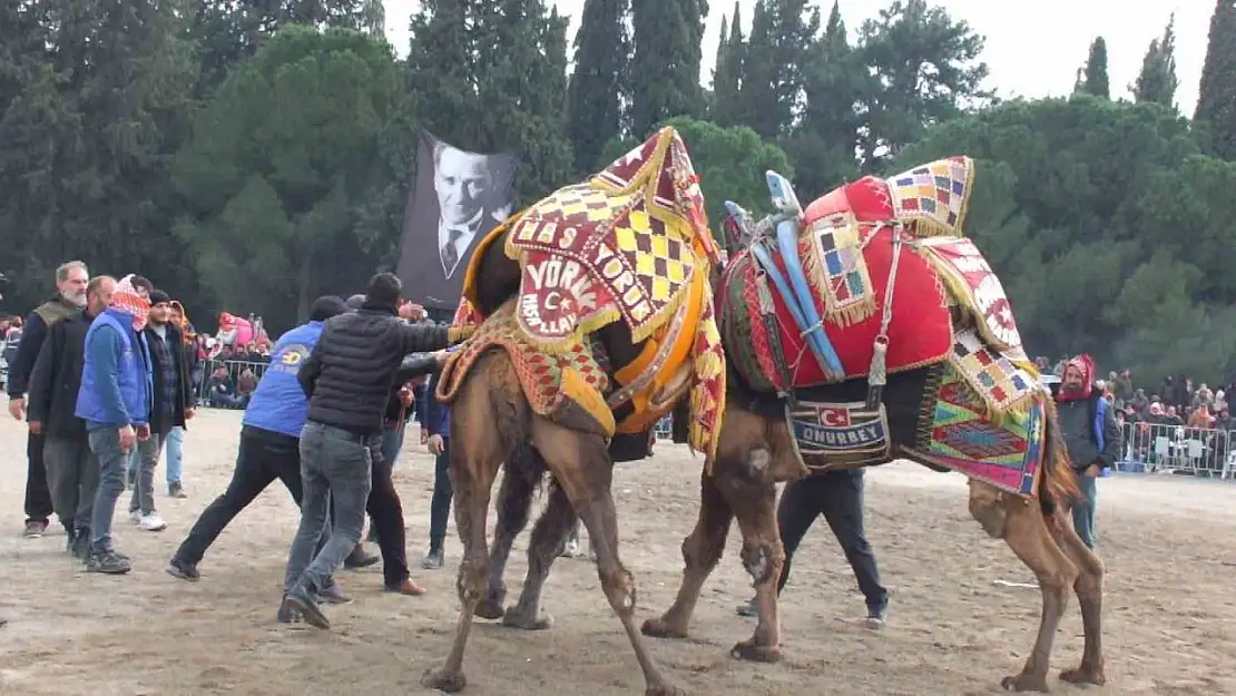 Gömeç'te deve güreşi heyecanı yaşandı