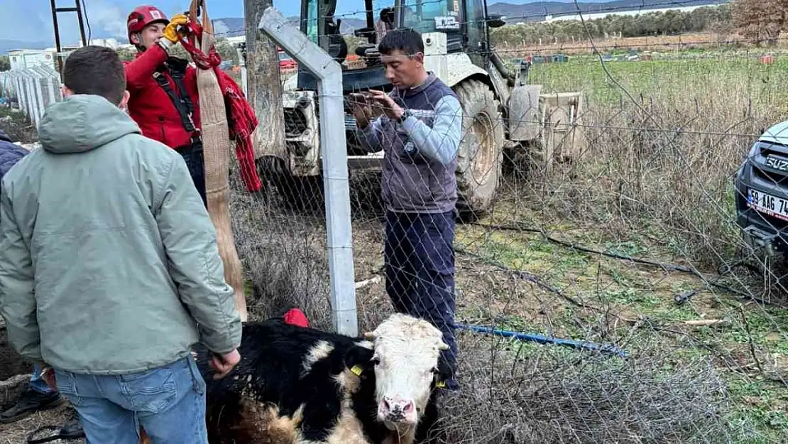 Gömeç'te kuyuya düşen ineğin imdadına itfaiye yetişti